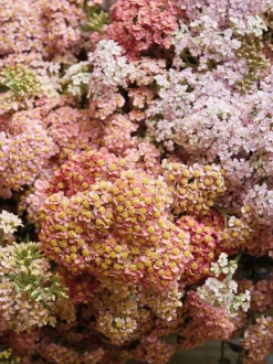 Libro ilustrado The Artistry of Flowers