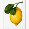 Libro ilustrado The Gourmand's Lemon. A Collection of Stories and Recipes