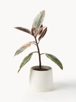 Macetero Benedita, 13 cm