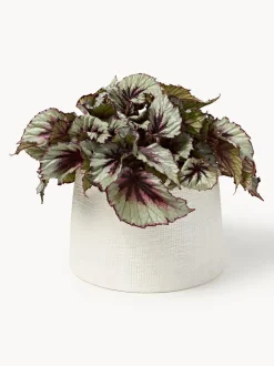 Macetero Benedita, 17 cm