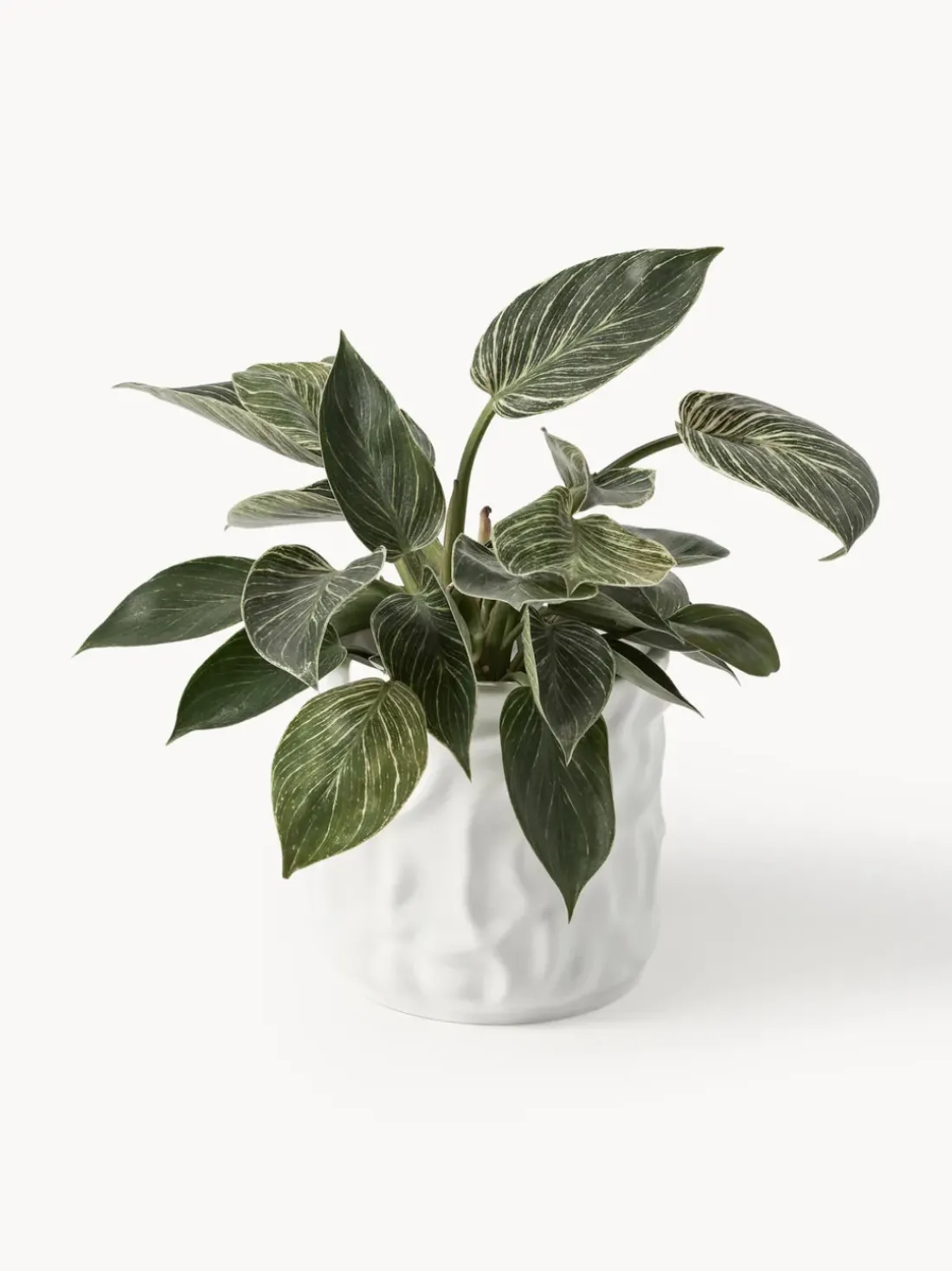 Olla pequeña Swoon - Blanco brillante