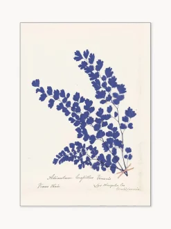 Póster enmarcado Botanical Fern III Blue